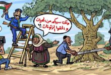 موسم الزيتون بالضفة تحت النار والسلطة تنشغل بالفوز على نفسها