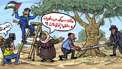 موسم الزيتون بالضفة تحت النار والسلطة تنشغل بالفوز على نفسها
