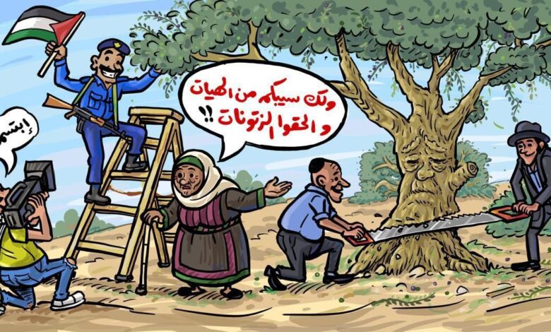 موسم الزيتون بالضفة تحت النار والسلطة تنشغل بالفوز على نفسها